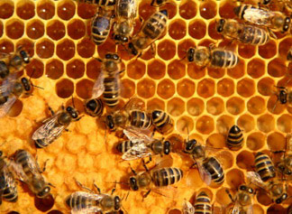 Nutrition of Honeycomb Beeswax